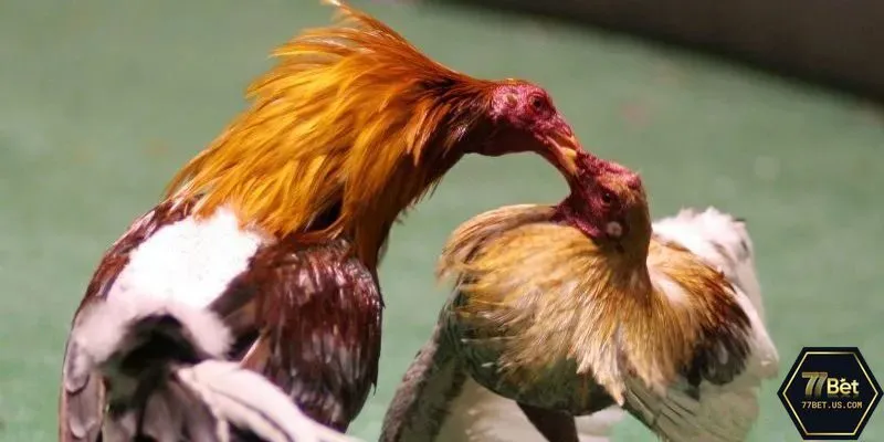 Tham khảo những chia sẻ đá gà 77Bet từ chuyên gia để đặt cược hiệu quả