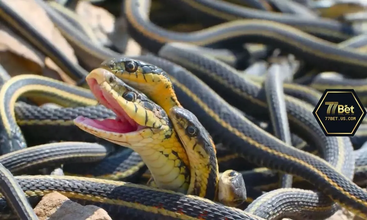 Nằm mơ rắn đàn rắn đang quấn nhau thể hiện sự khăng khít của gia đình